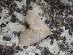 Gonepatica opalina