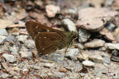Pithauria marsena