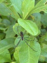 Leucauge dromedaria