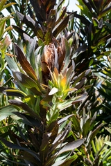 Protea coronata
