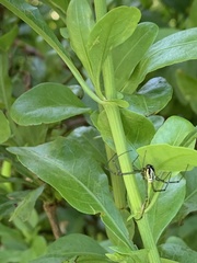 Leucauge dromedaria