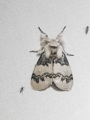 Iropoca rotundata