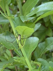 Leucauge dromedaria