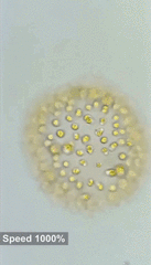 Ochrophyta