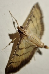 Spilomelini