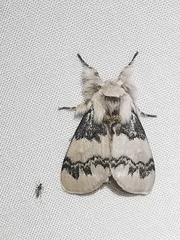 Iropoca rotundata