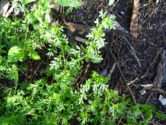 Lepidium didymum