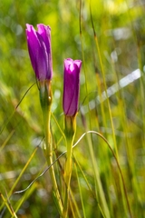 Chironia jasminoides
