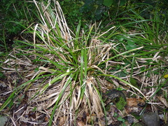 Cyperus ustulatus
