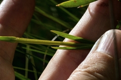 Chironia jasminoides