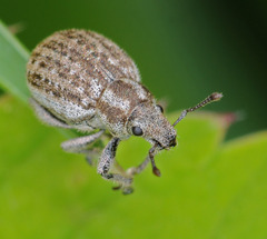 Philopedon plagiatum