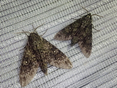 Dolbina tancrei