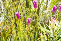 Chironia jasminoides