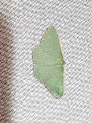 Chlorocoma cadmaria