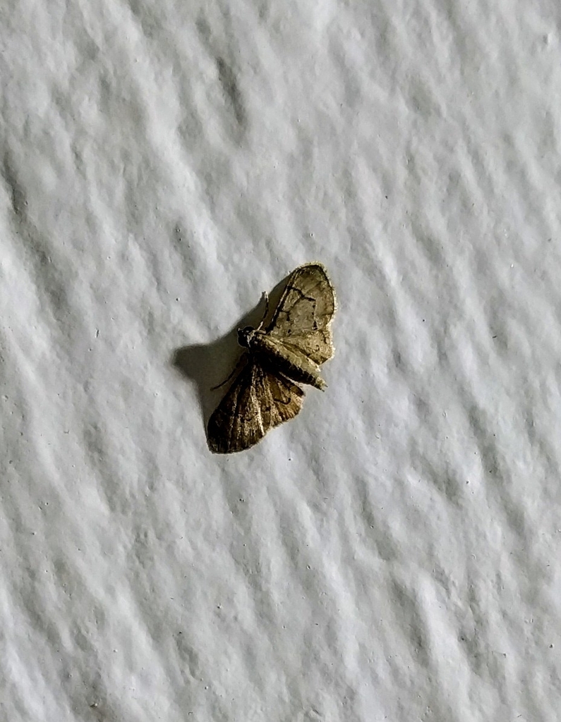 Glaucoclystis polyclealis