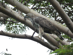 Nisaetus cirrhatus limnaeetus