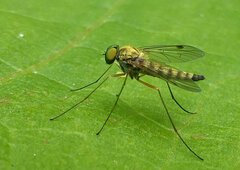 Chrysopilus asiliformis