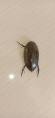 Hydrophilus