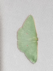 Chlorocoma cadmaria