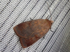 Sineugraphe