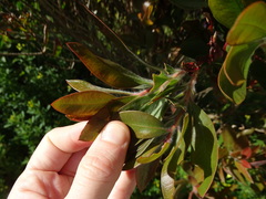 Melaleuca citrina