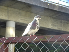 Columba livia domestica