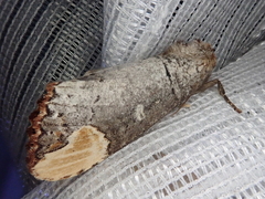 Phalera angustipennis