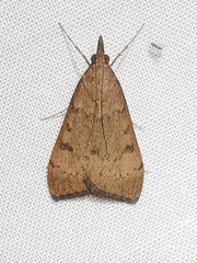 Uresiphita