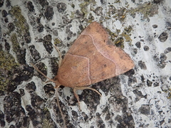 Cosmia trapezina