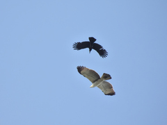 Nisaetus cirrhatus limnaeetus