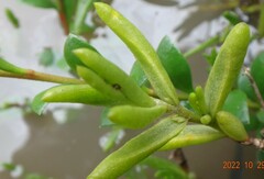 Hemichroa pentandra