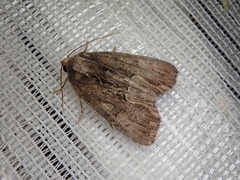 Dipterygina cupreotincta