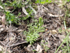 Galium aparine