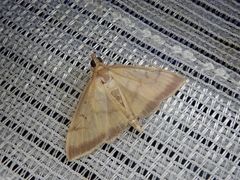 Sinibotys evenoralis