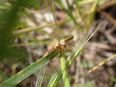 Anachloris subochraria