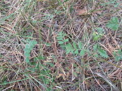 Sibbaldianthe bifurca