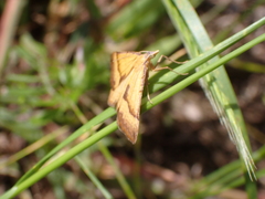 Anachloris subochraria