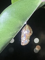 Euploea core