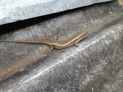 Eutropis