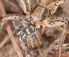 Philopedon plagiatum