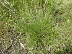 Carex inversa
