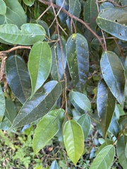 Ficus sarmentosa nipponica