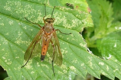 Rhagio tringarius