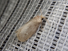 Naryciodes posticalis
