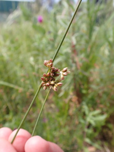 Image of Juncus subsecundus by (c) Nina Kerr, some rights reserved (CC BY)