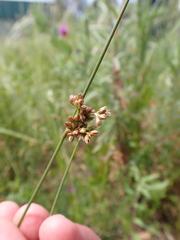 Juncus subsecundus