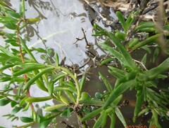 Hemichroa pentandra