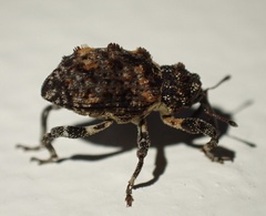 Curculionidae
