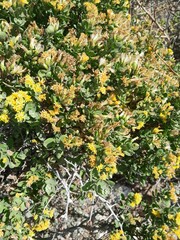 Pteronia divaricata