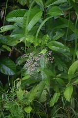 Primulaceae